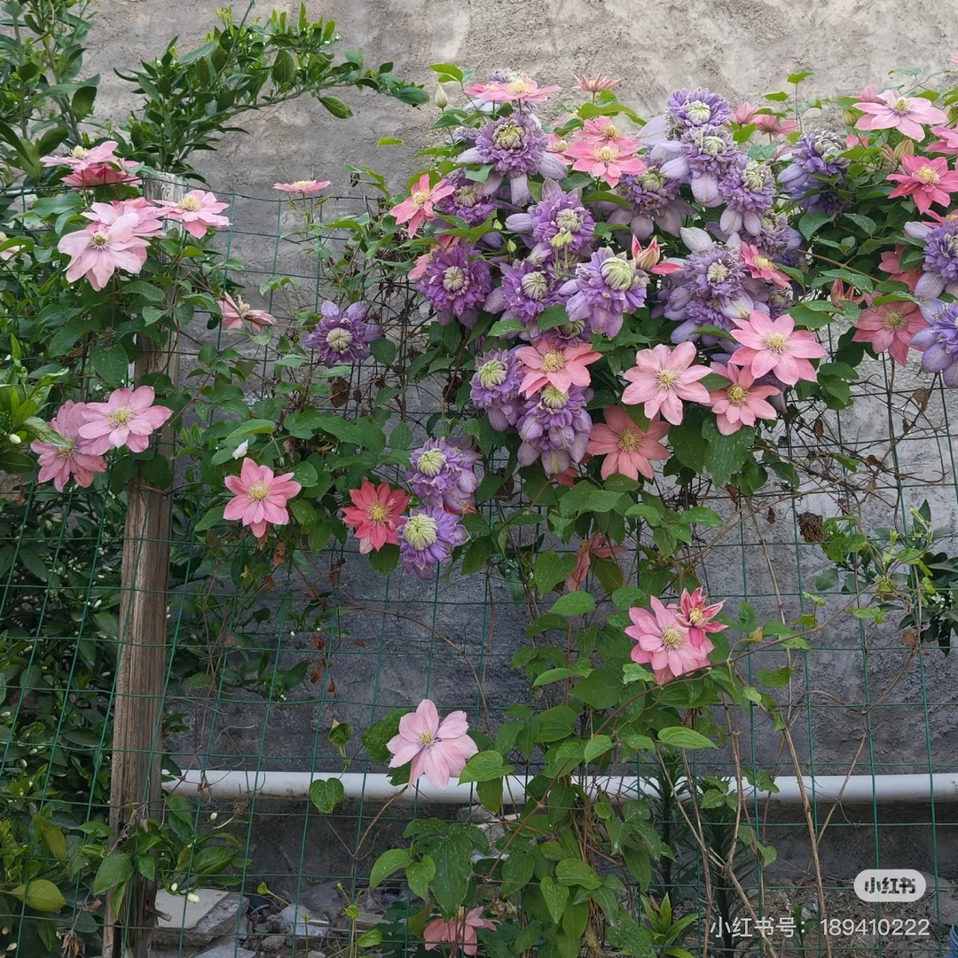 蓝光小美人鱼爬藤植物攀援庭院阳台四季开花绿植盆栽