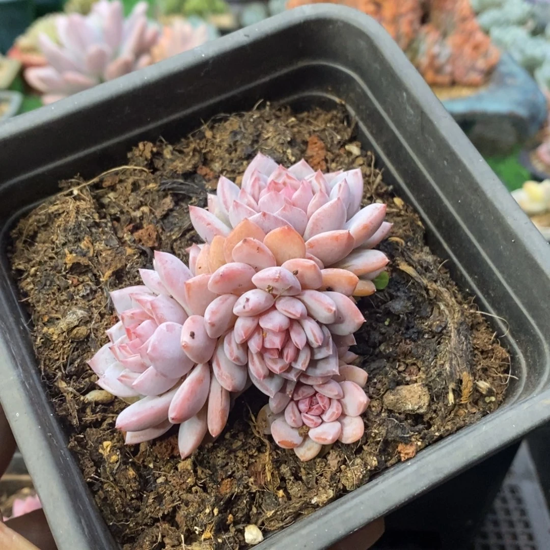 第***李星星橙一物一拍拍