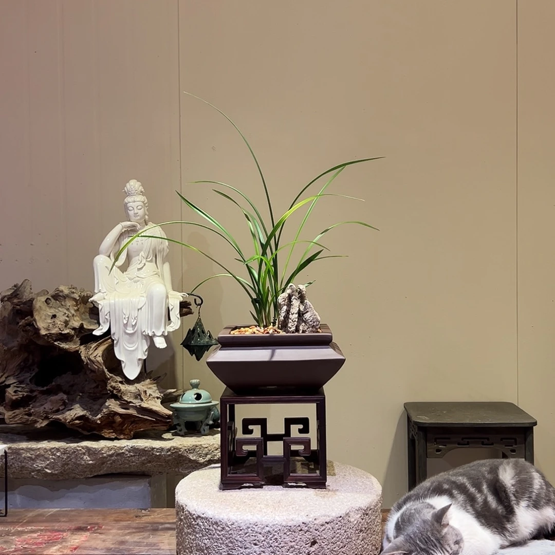 大部分花苞少量开放红霞素