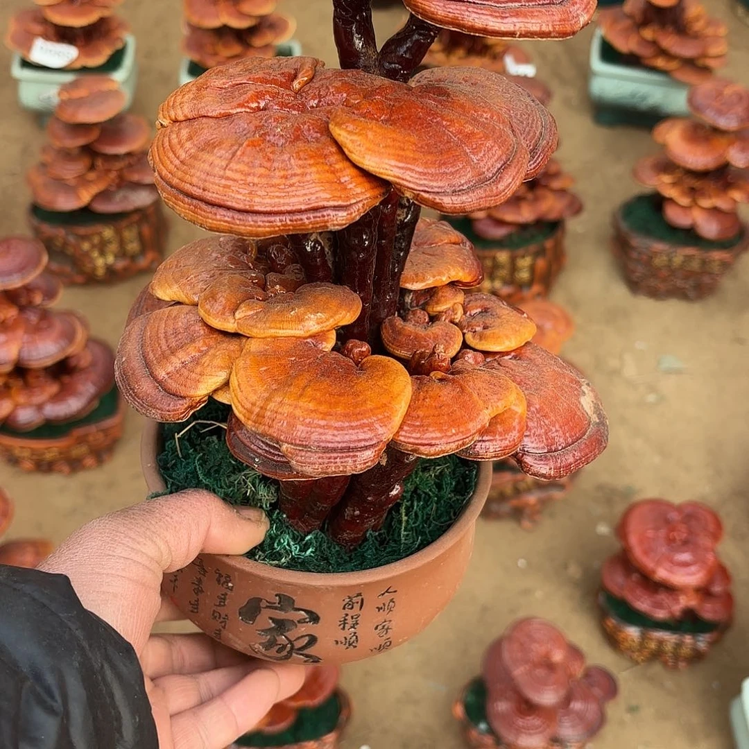 无花朵灵芝是我国著名植物