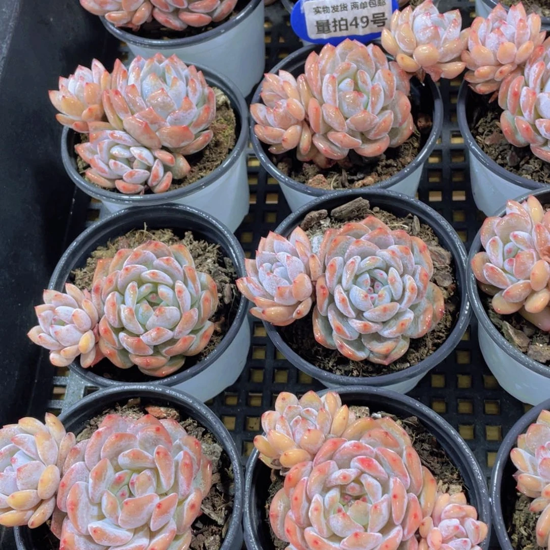 量拍49号 飘枝仙女橙三颗