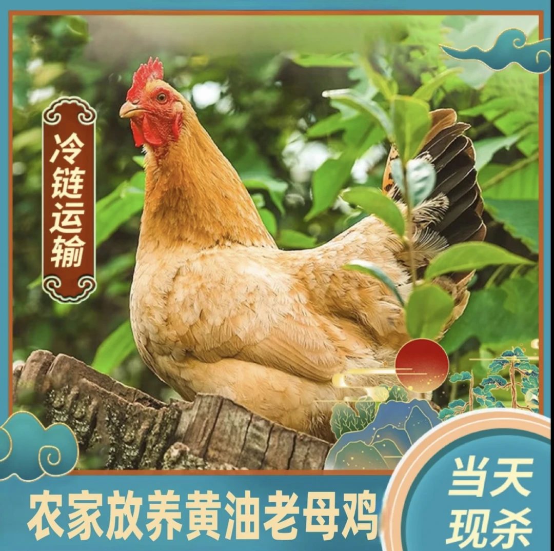 拍3只送1只 到手4只放养2年黄油老母鸡带内脏 8-10斤顺丰自6