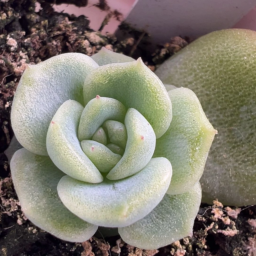X3 独家优选珍妮。