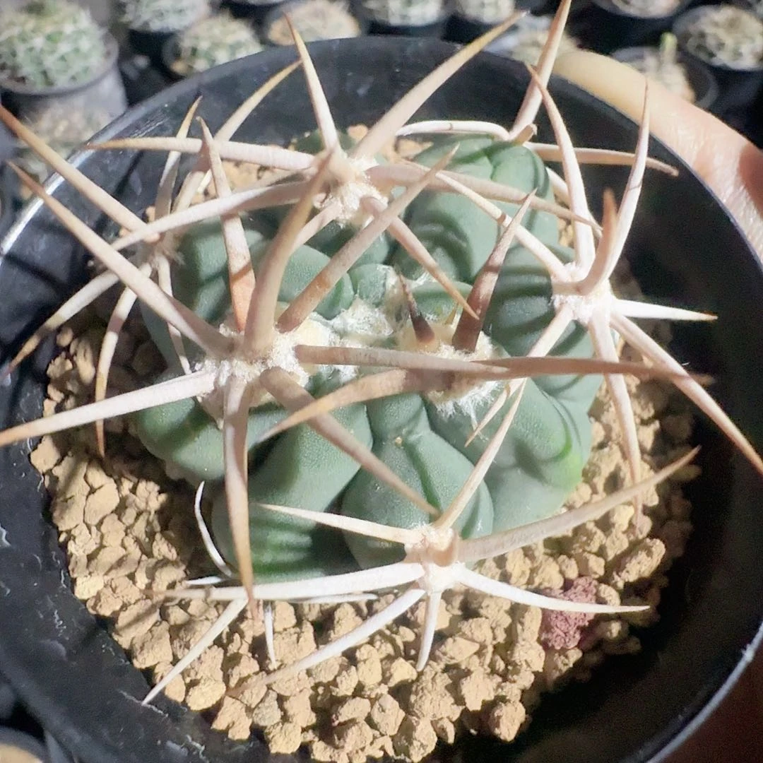 五十铃碧颜玉脱土发货