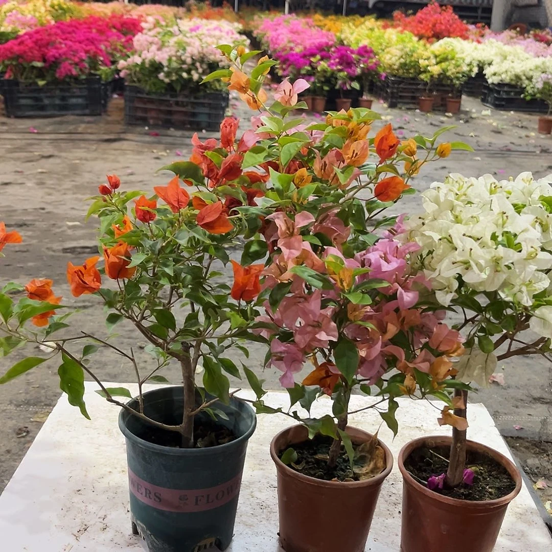 大部分花苞少量开放红桑巴，金发女郎，白雪公主