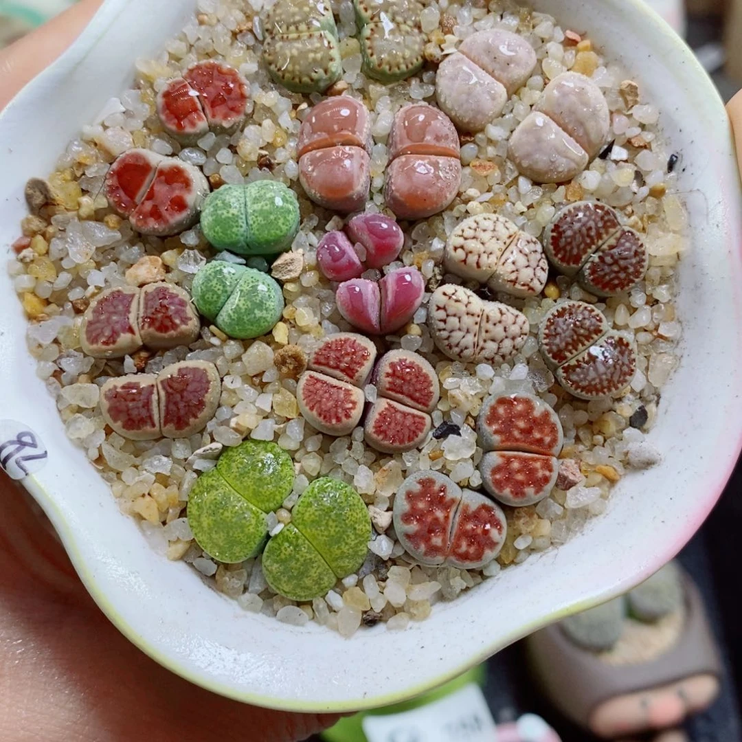 花花花哈哈哈哈哈哈哈哈789