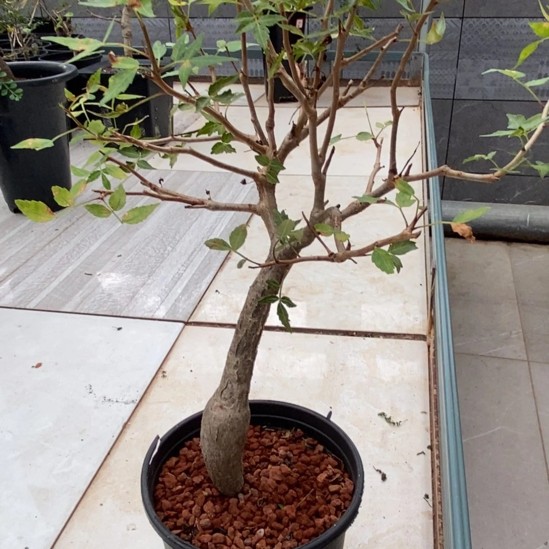 芳香裂榄实生带盆