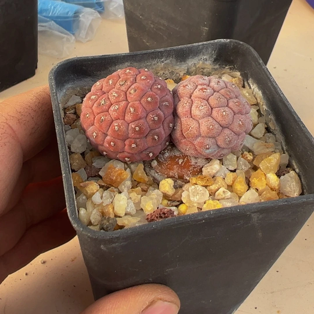 咪*崽习志野多肉植物带盆土