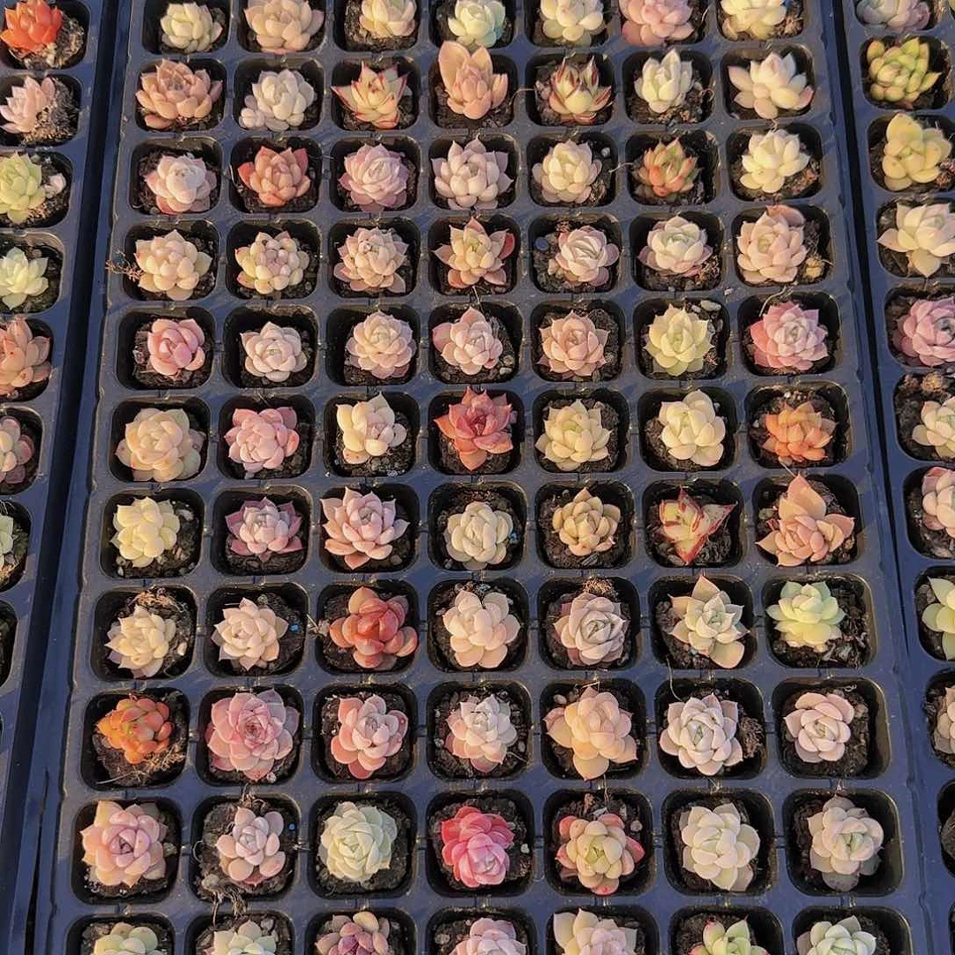 直播一物一拍多肉57