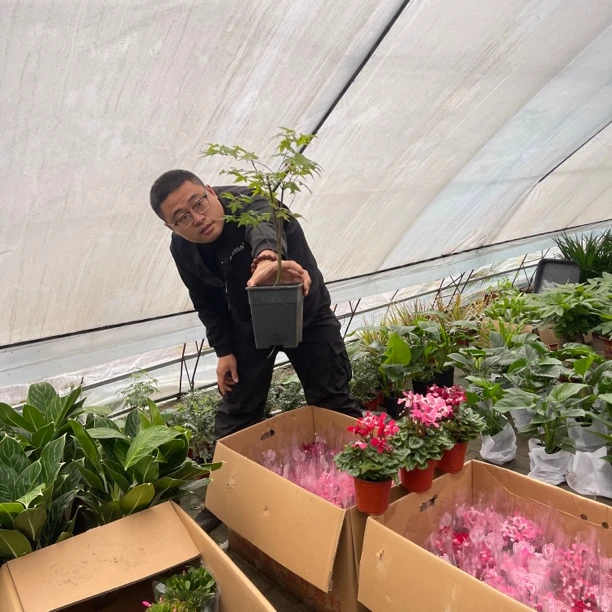 红枫原盆1盆桌面绿植