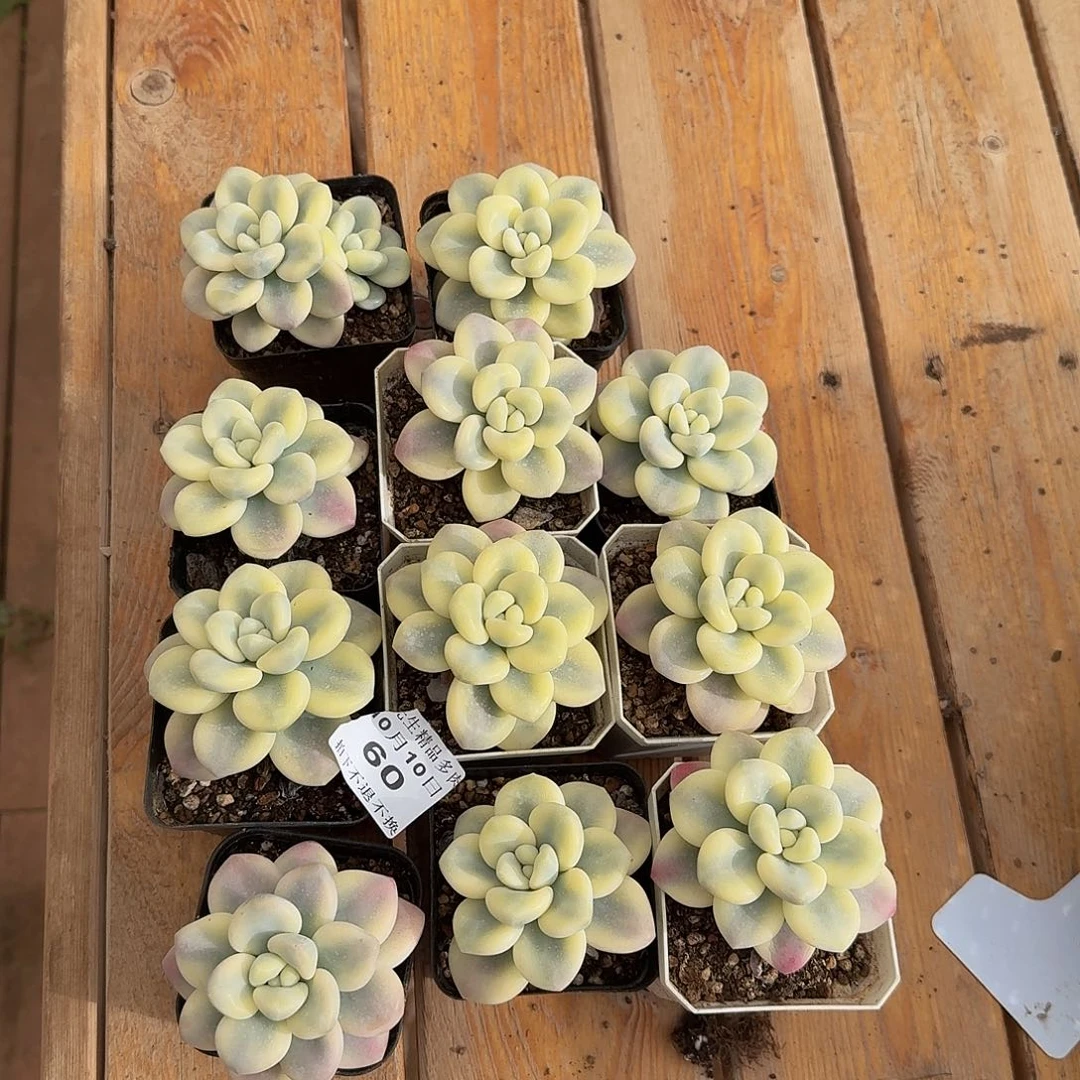 1010-60洛神锦单头量拍