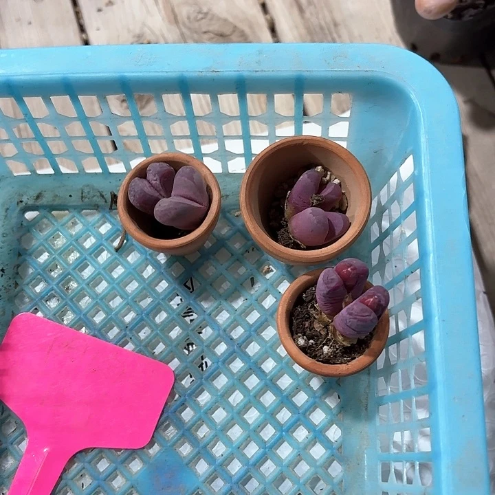 、****.chcxvxxvczcbb124