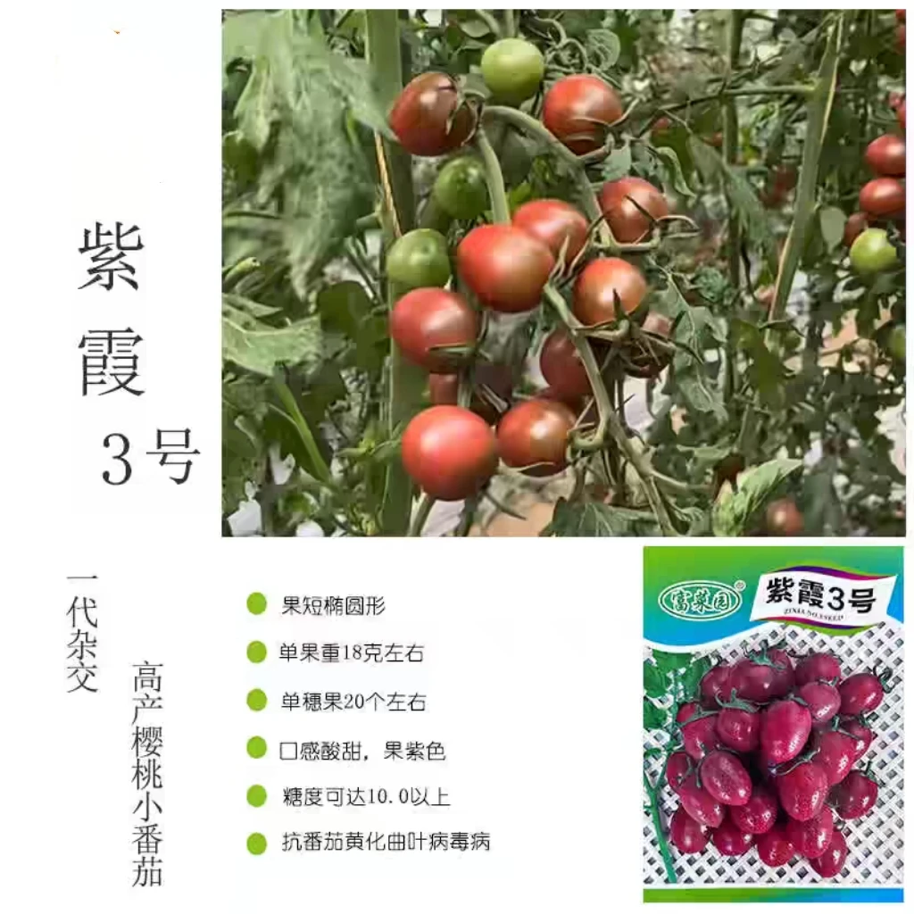 紫霞3号紫色小番茄种籽孑 上海富农抗病樱桃玲珑圣女果小柿子种子