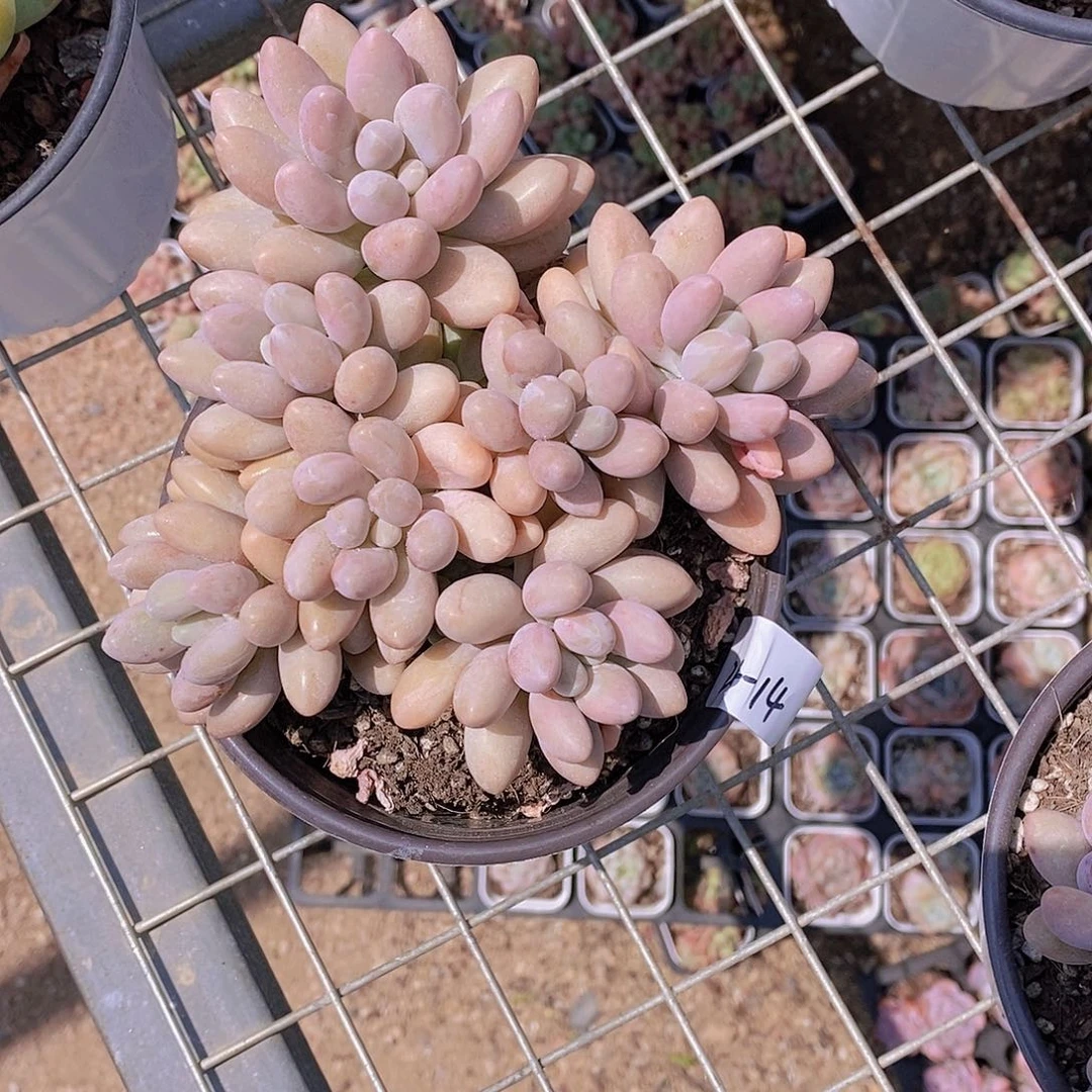 用****1   24-14- 专拍 汤圆大群福利一颗