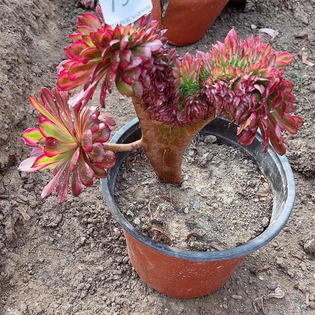 无花朵Y****型多肉植物790