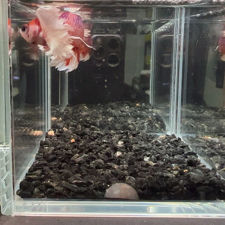 斗鱼竞拍跑单拉黑23日124