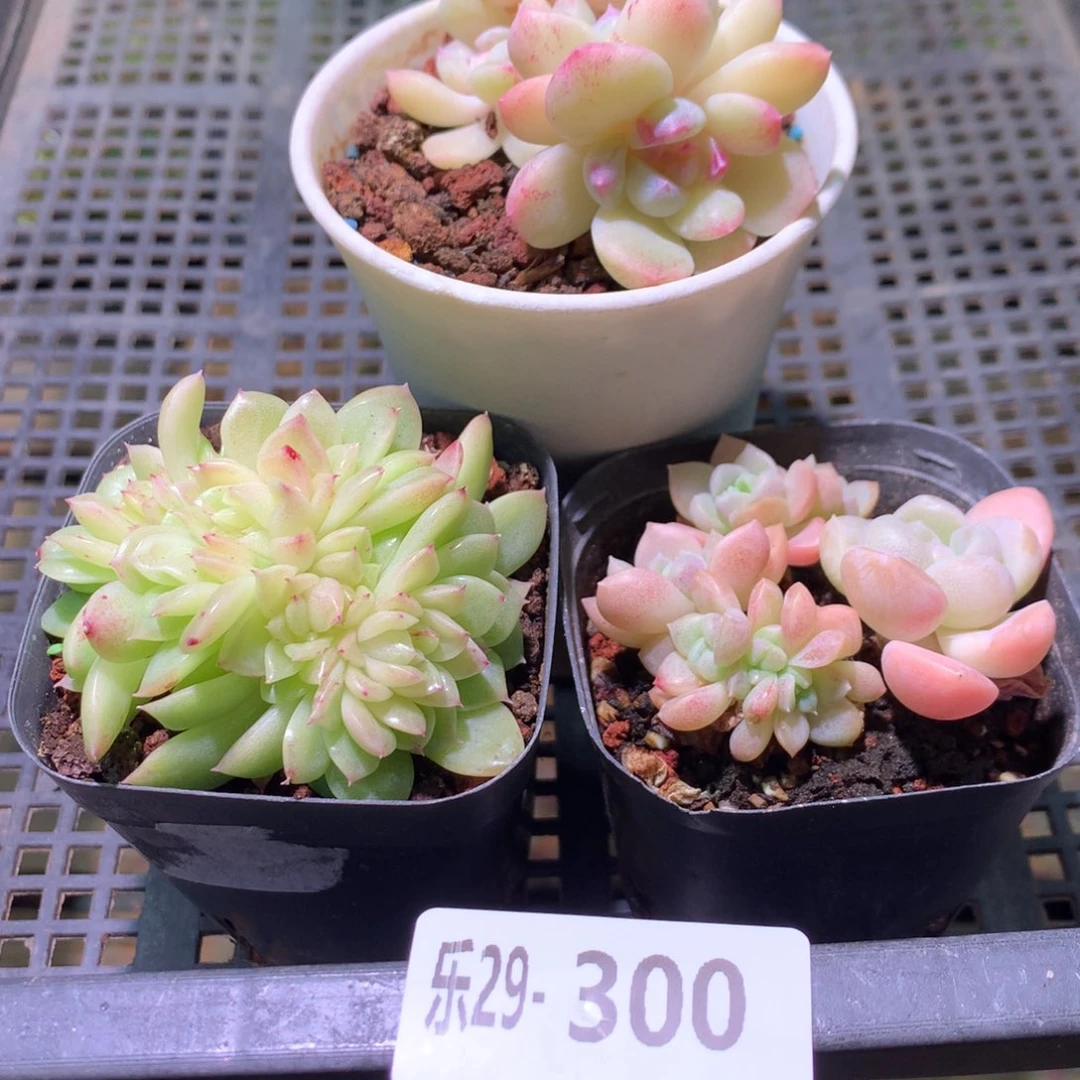 乐然29-300 框拍3颗