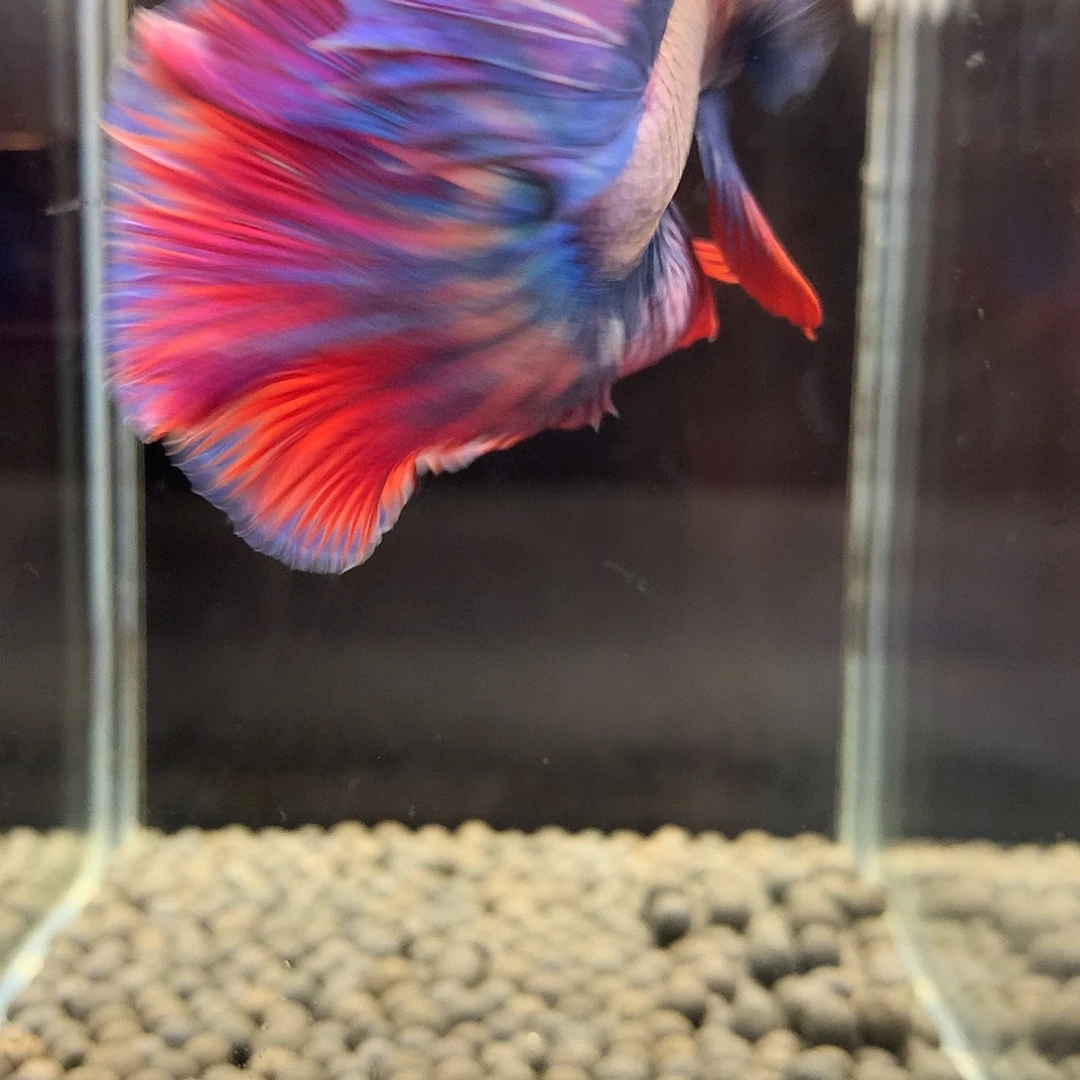 海水鱼七弟泰国斗鱼28