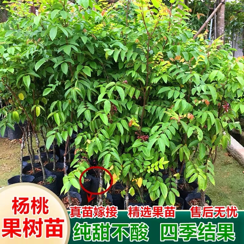 杨桃树苗台湾甜杨桃水果苗纯甜嫁接四季结果庭院地盆栽特大果树苗