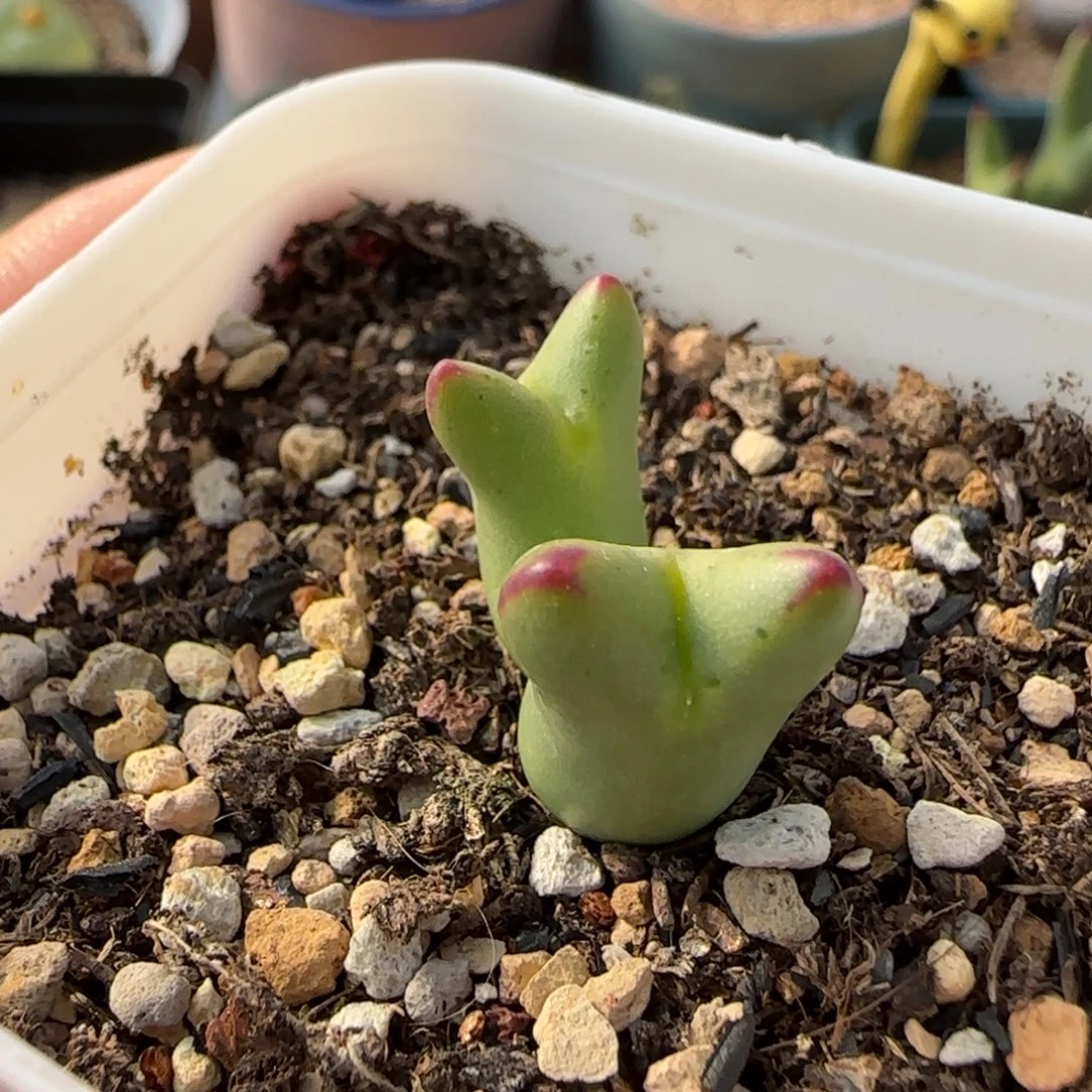 小***～多肉植物外播皮卡丘13号