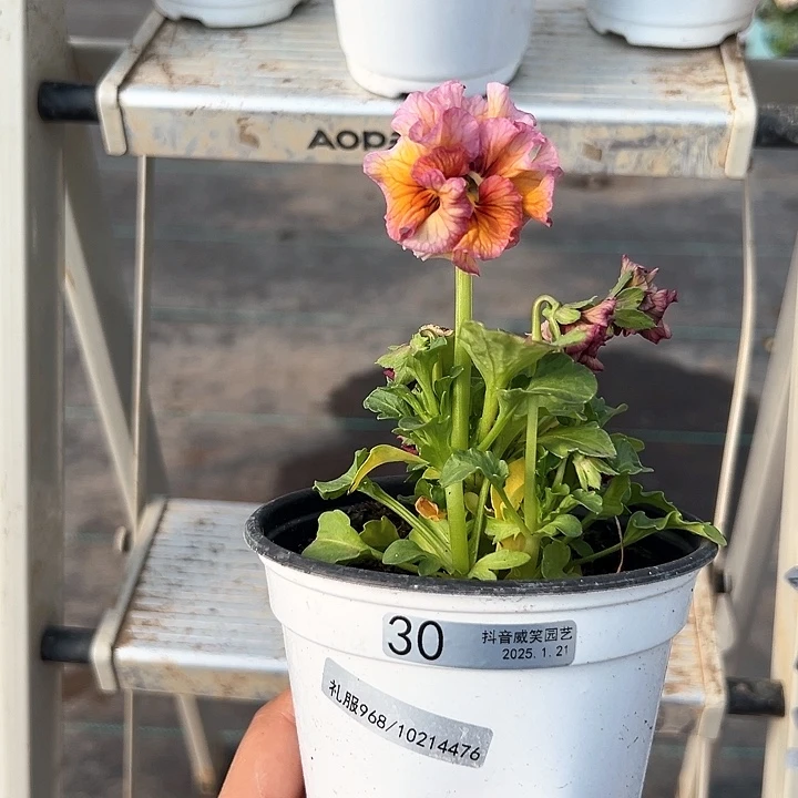 红陶抖音直播闪拍30