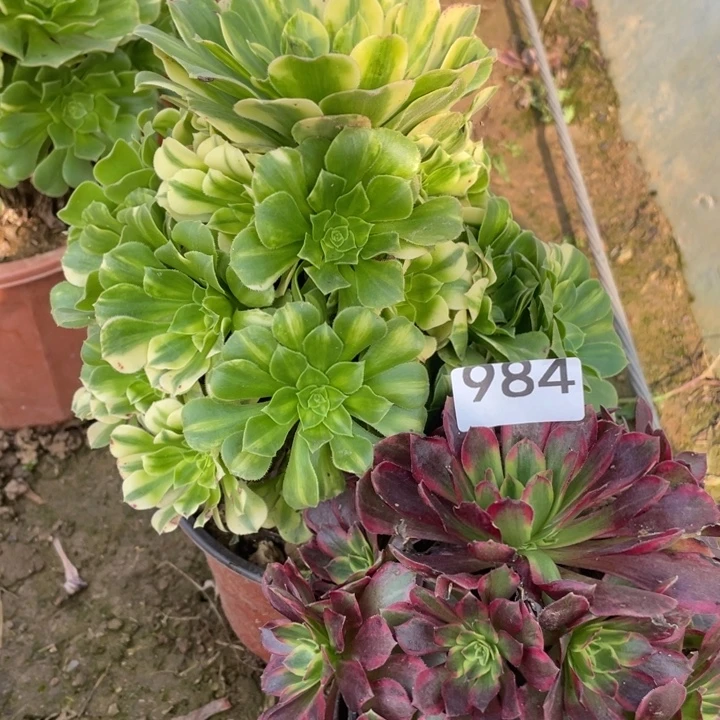 无花朵984:对肉植物组合无售后