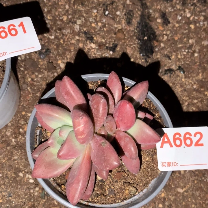662 满28包邮脱土发货