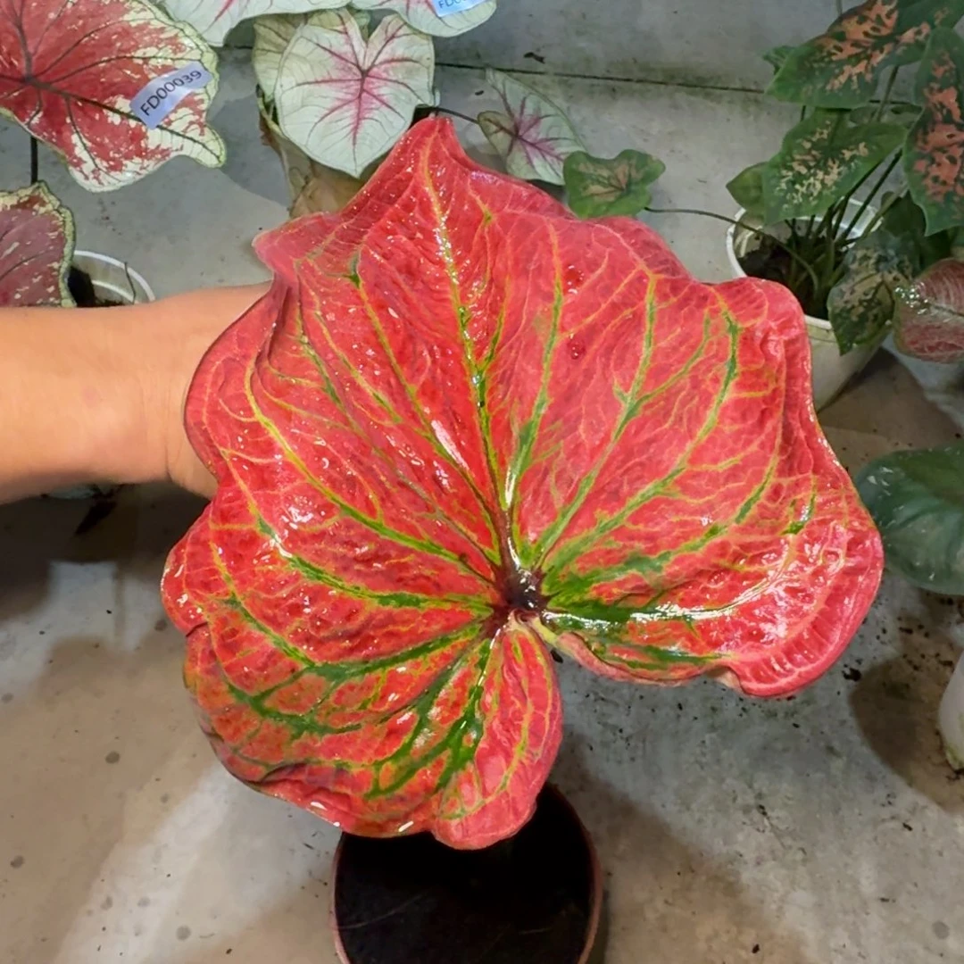 无花朵金脉红   FD00052