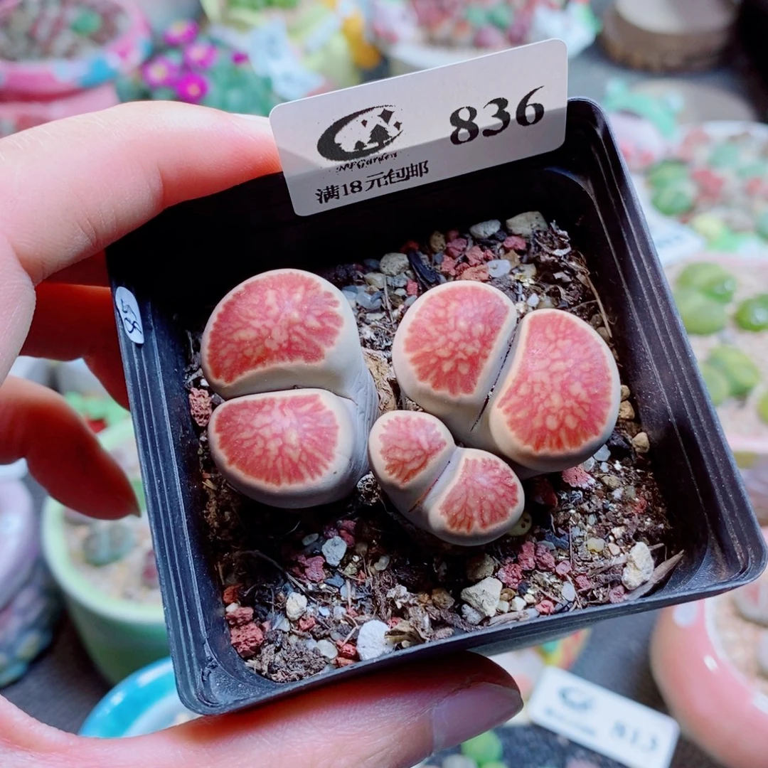 生石花花花花花花836