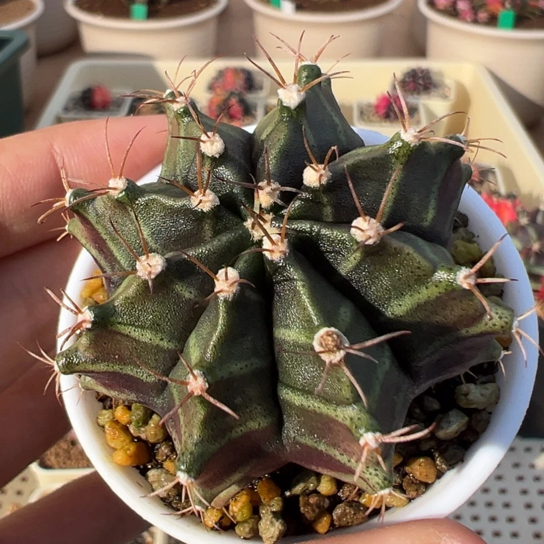 228 好看的米哈冲冲冲（脱土发）