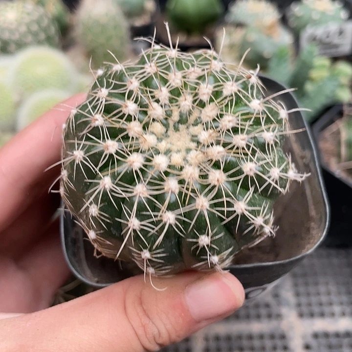 670眩美与仙人球 植物
