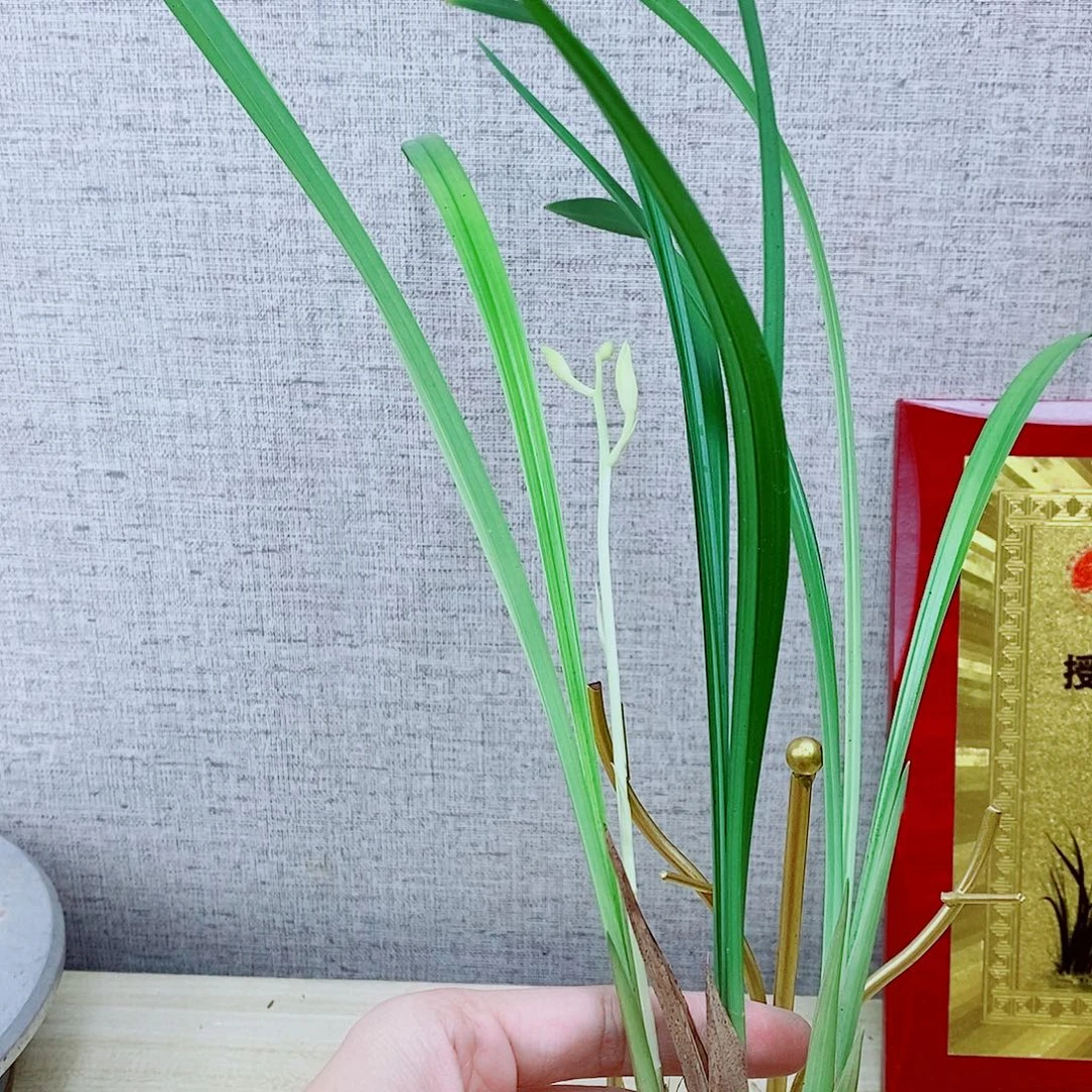 当前无花栽培后可以开花雪