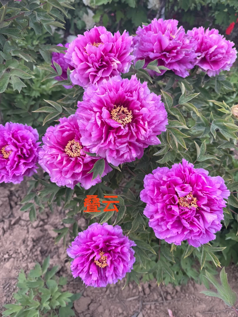 叠云菏泽牡丹花苗