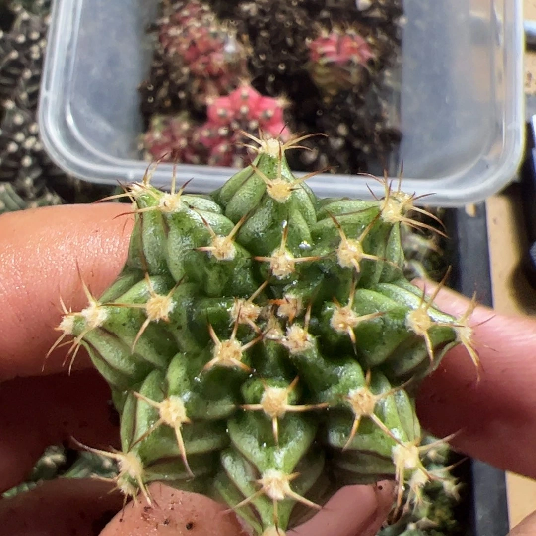 当前无花栽培后可以开花571