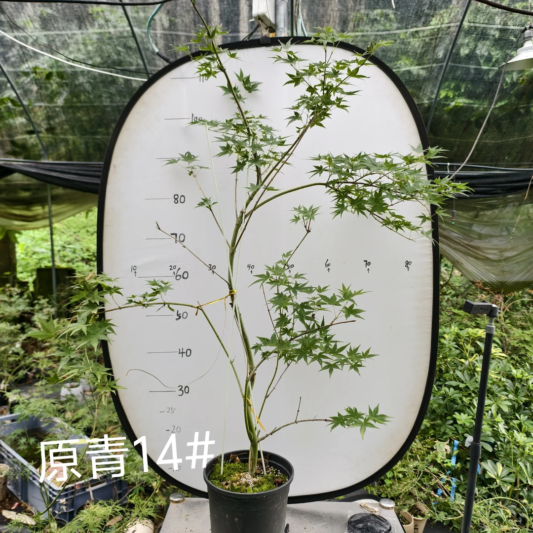 高压原生青流泉枫,黄金流泉枫,一图一拍一价自助下单专用链接