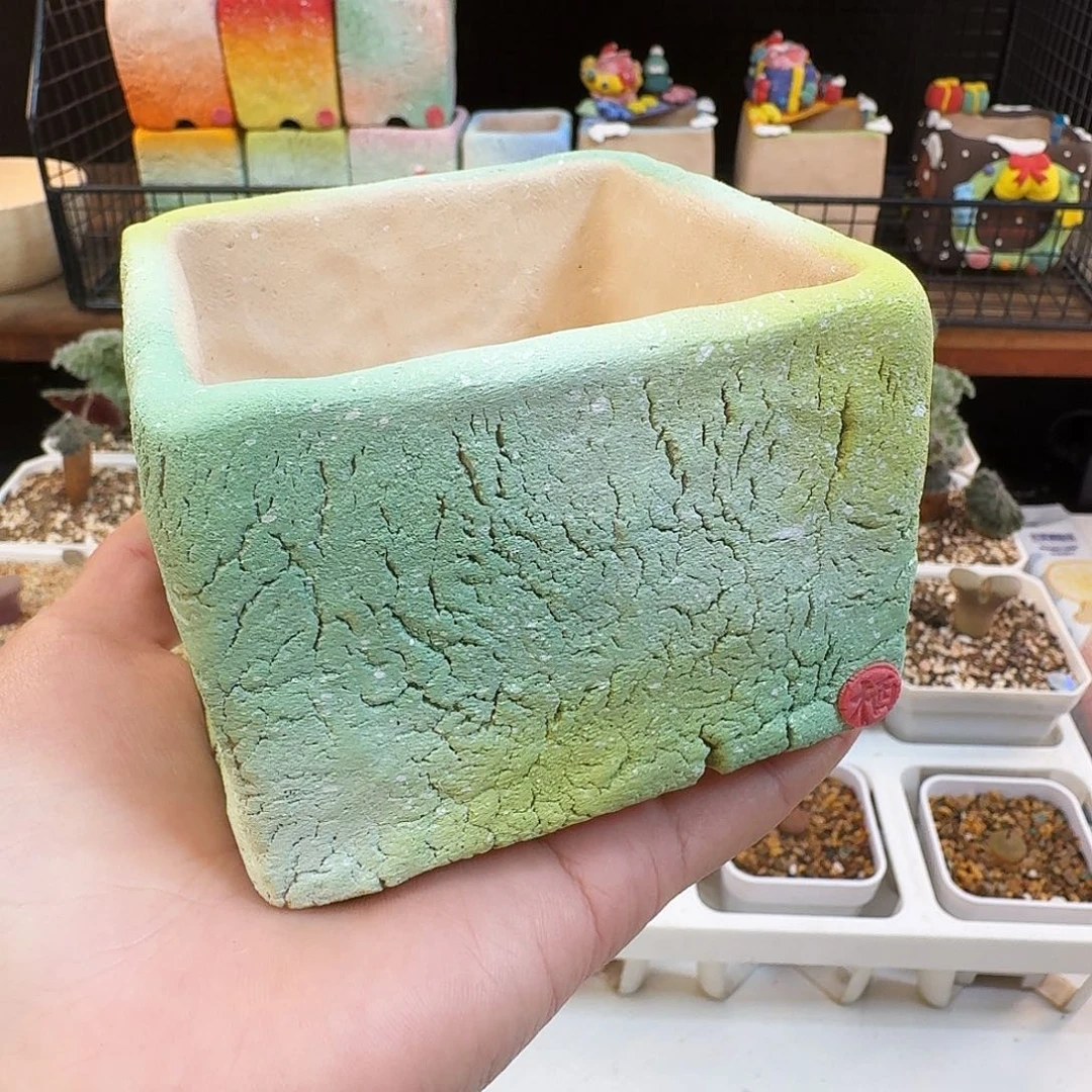 多肉植物福利风铃