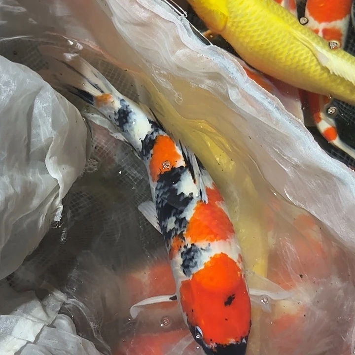 海水赤目芒果昭和