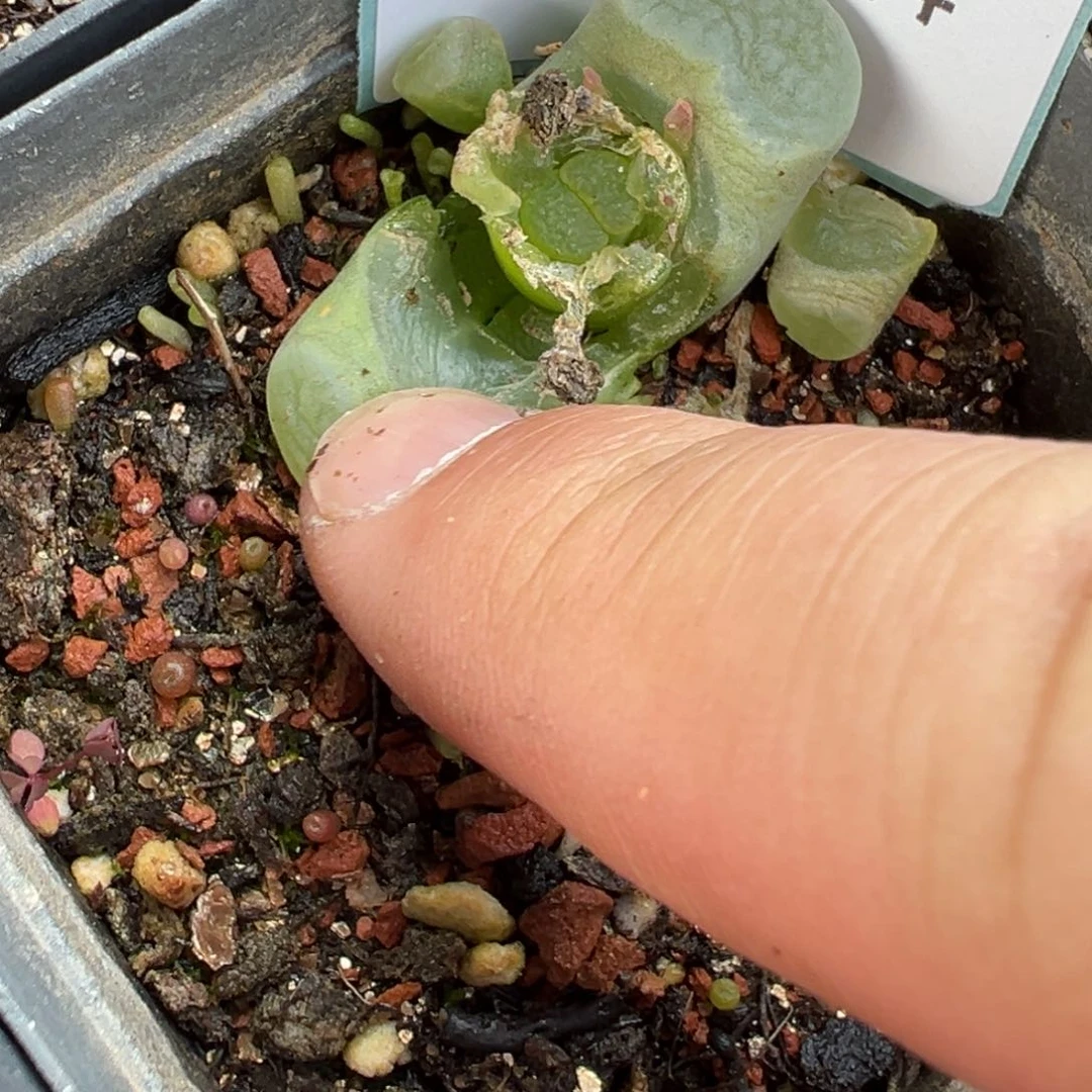 24-14肉锥多肉植物