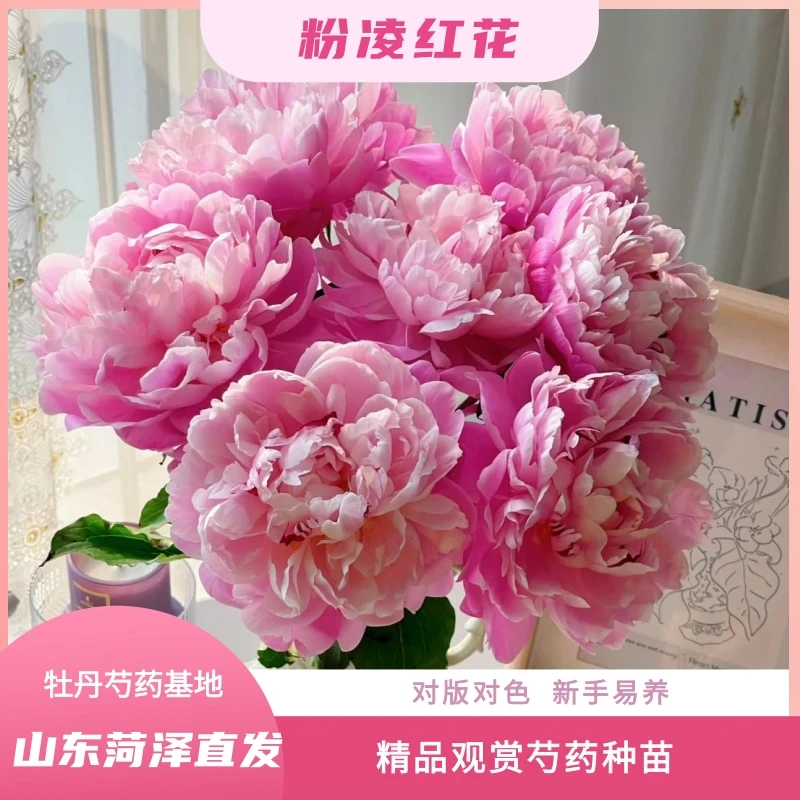 【粉凌红花—芍药苗】秋季发货 山东菏泽种植基地现挖直发 包对版