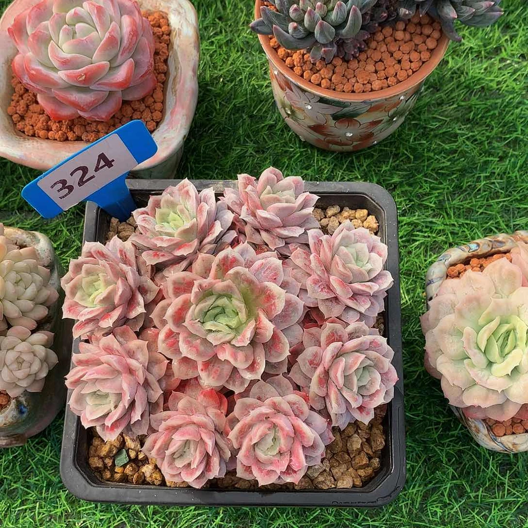 华****金泡泡纱群多肉植物626262