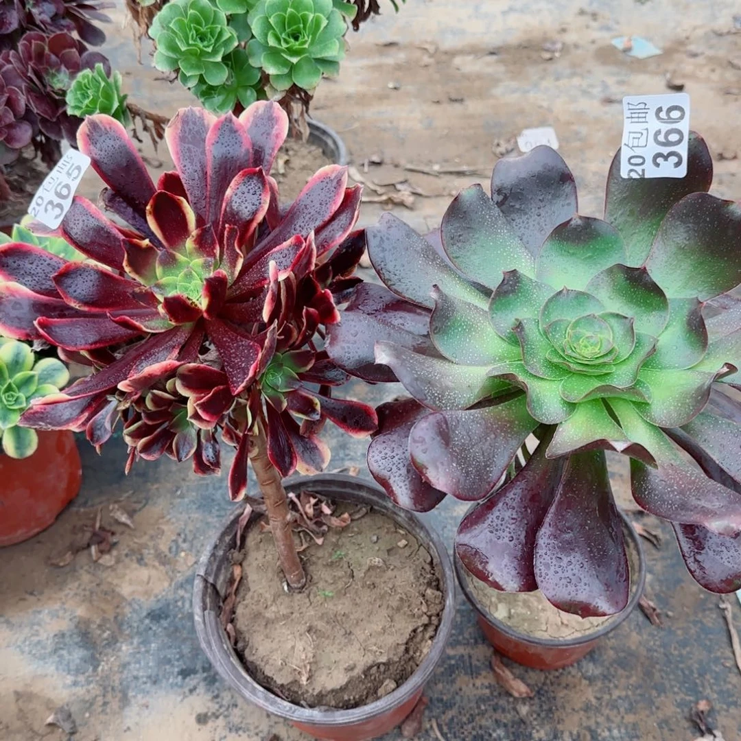 365+366满20包邮断枝不包