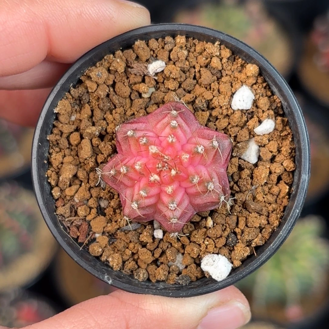 泰系米哈实生下播福利200