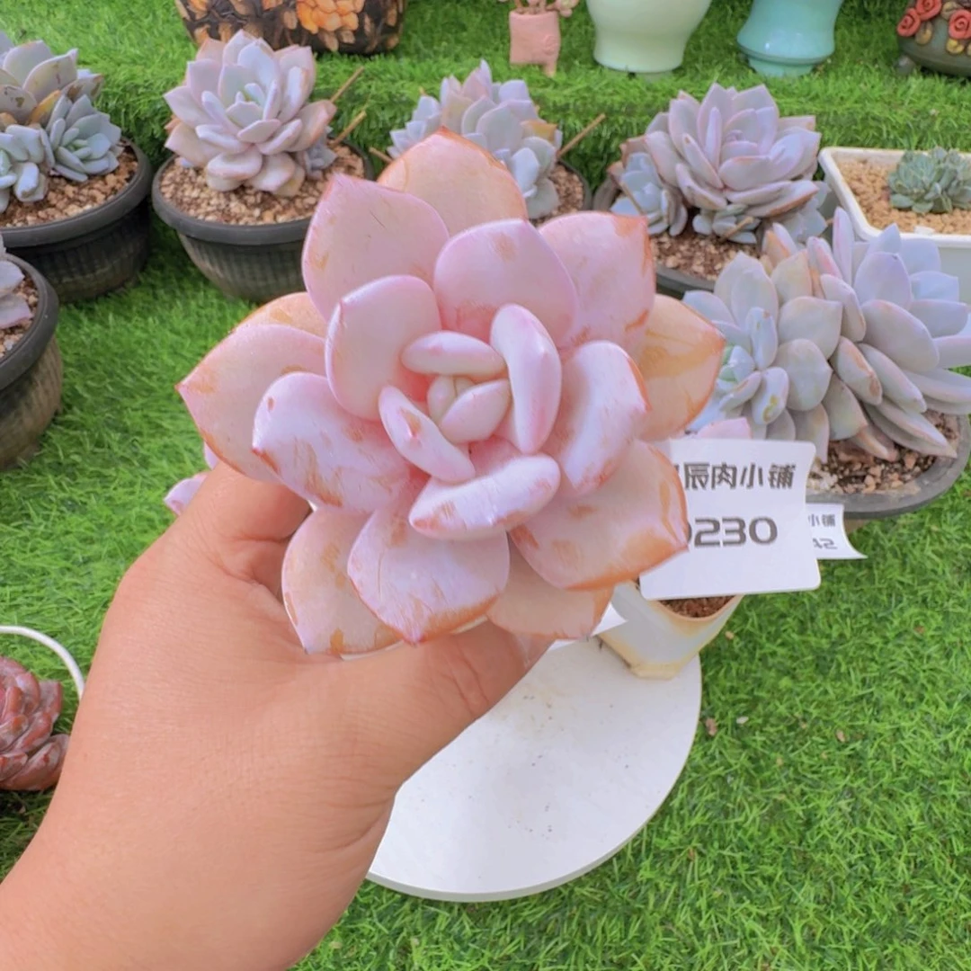 ¹****多肉植物奶茶0230
