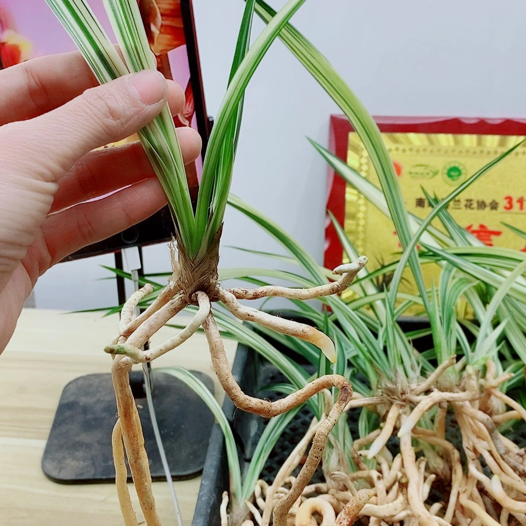 少量花朵（建议范围：2朵-5朵 或40%以下）