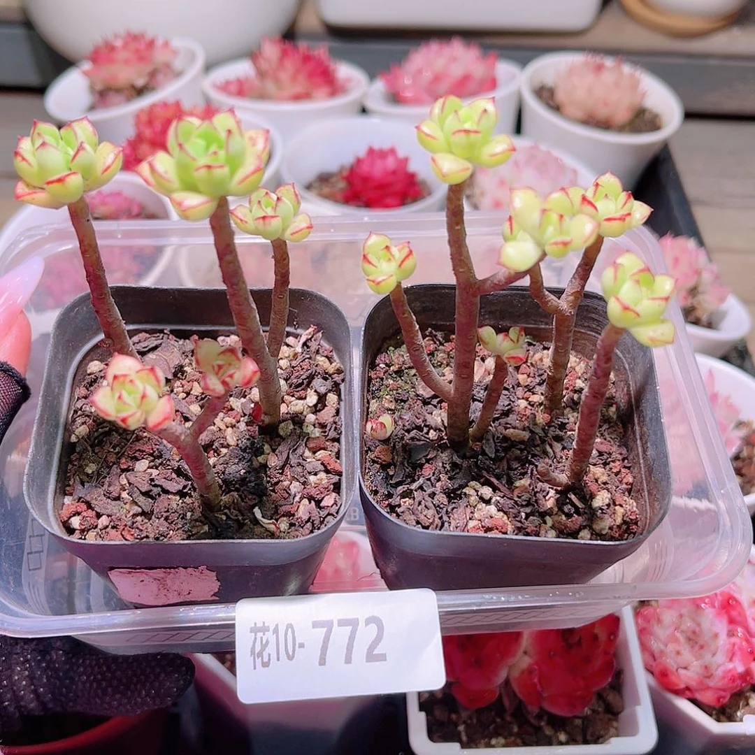 花利美10-772酥皮鸭2颗
