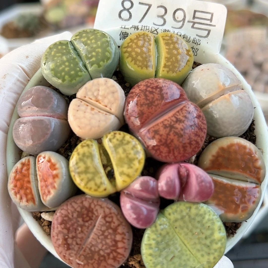 好养易活生石花大母本8739