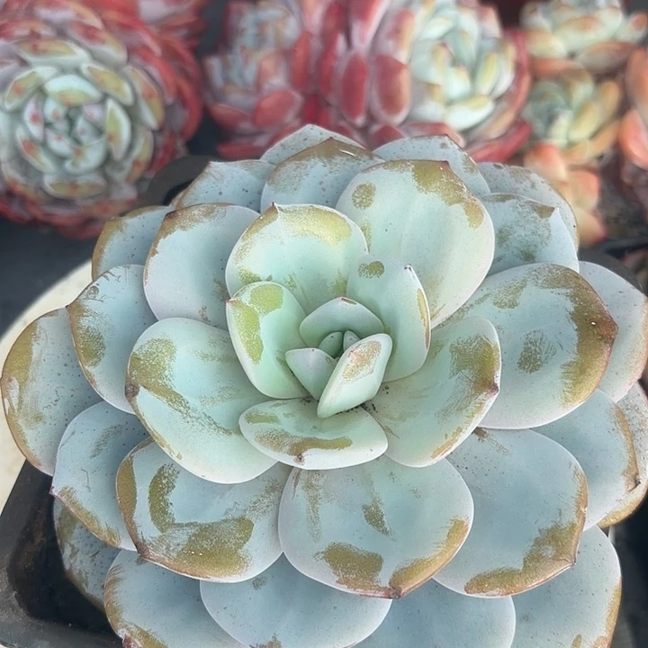 奶茶墩肉植物盆栽