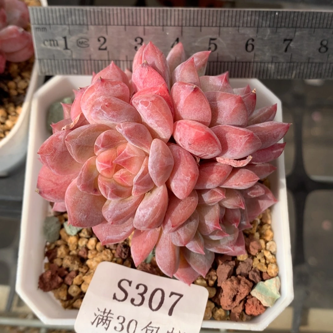 307。老桩母本淡粉琥珀。四头。