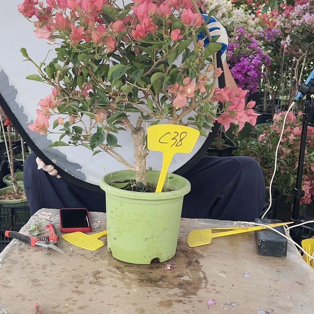 彬****大部分花苞少量开放C38卡雅塔