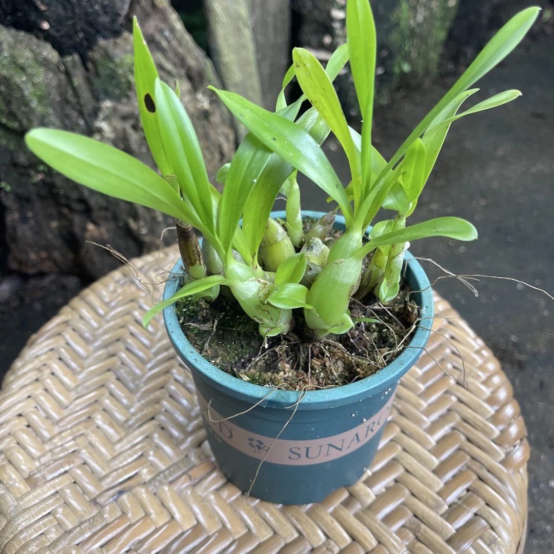 葫芦石斛兰 石斛兰